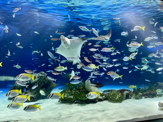 東京スカイツリータウン内に位置する都市型水族館