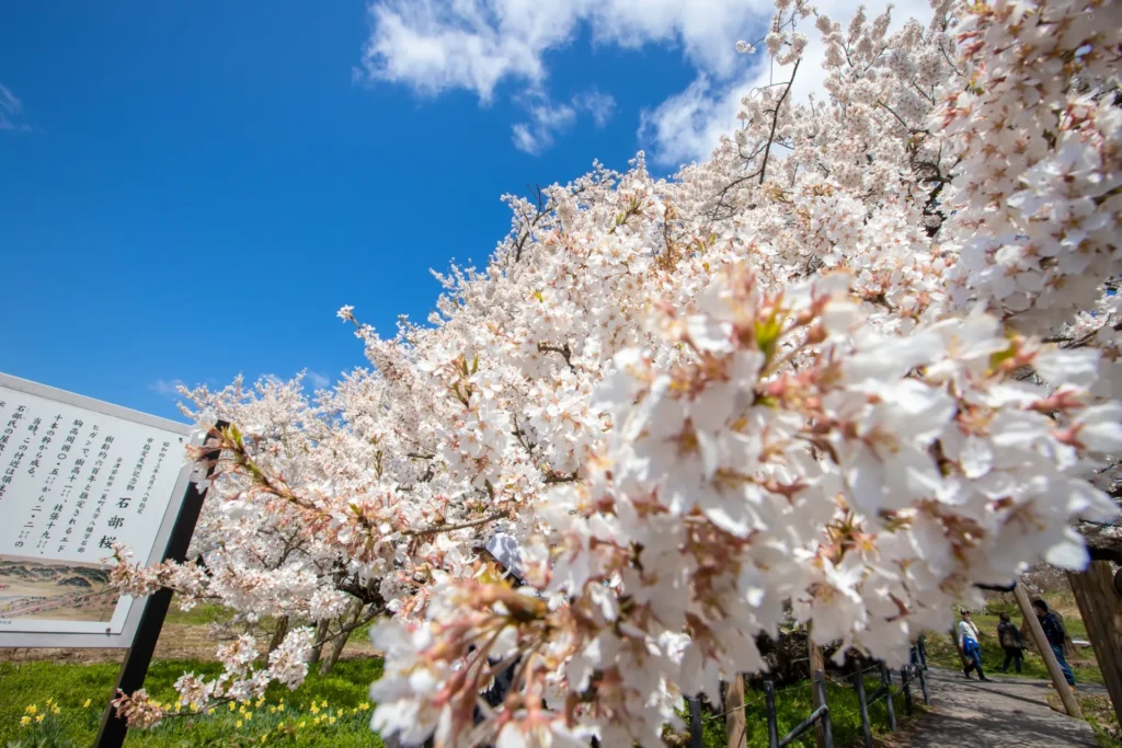 樹齢650年を超える満開の石部桜