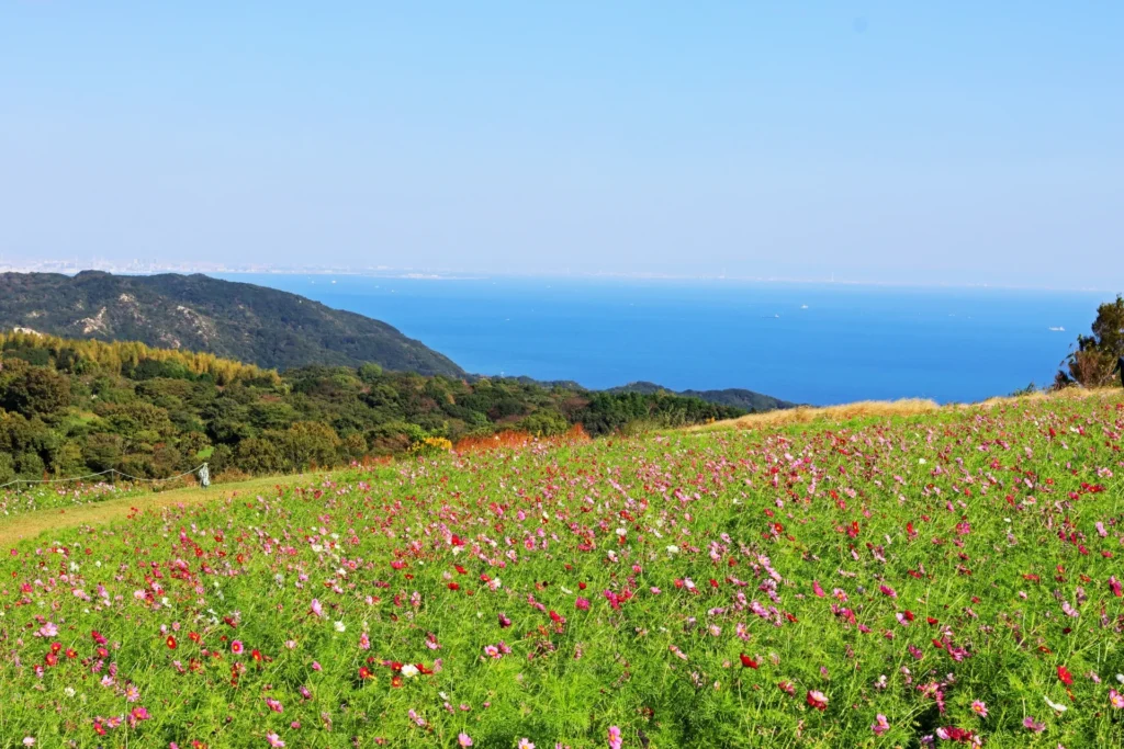 淡路島にあるあわじ花さじき