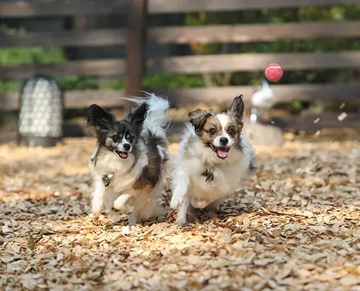 元気に走る可愛い2ひきの小型犬