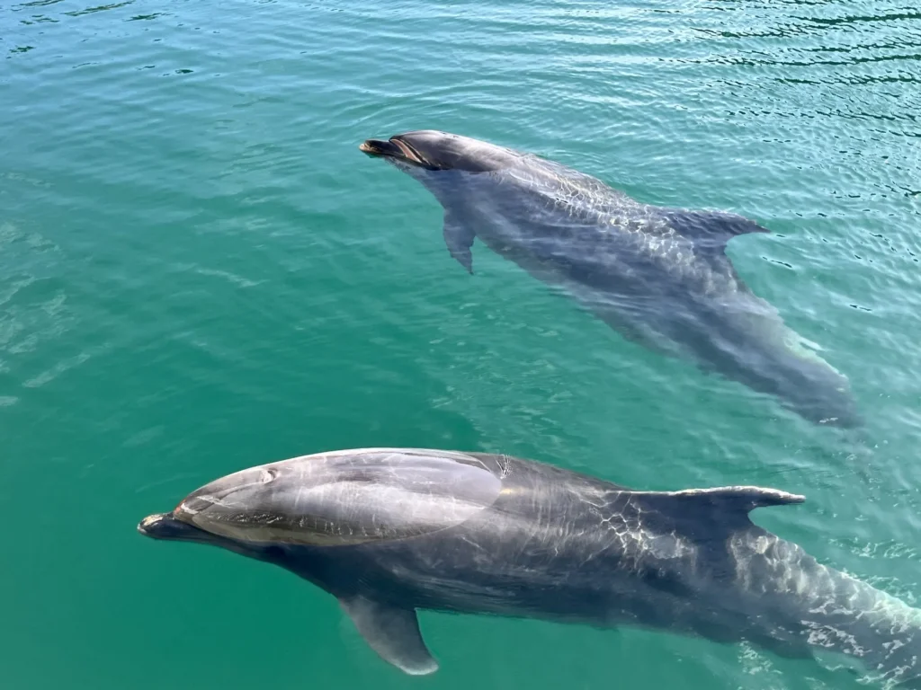 水族館の水槽で気持ちよさそうに泳ぐ２頭のイルカ