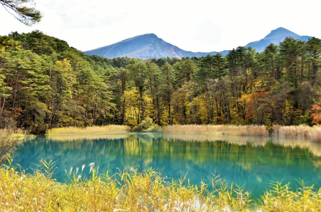 紅葉に色づいた五色沼自然探勝路
