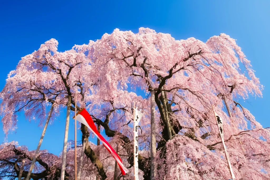 満開になった日本三大桜の三春滝桜