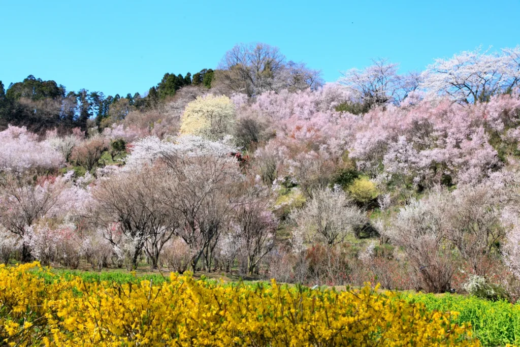 桜の咲き誇る花見山の景色