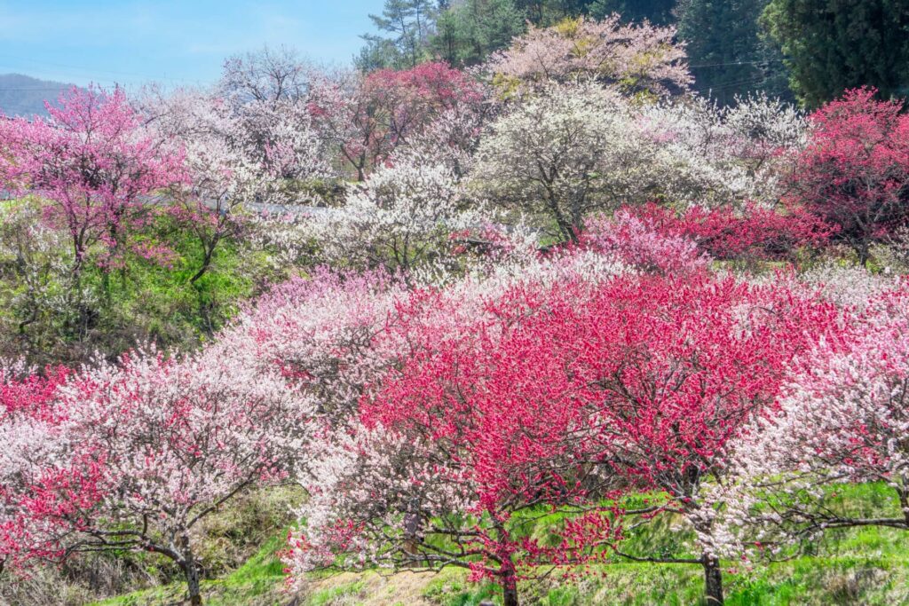 桃色の絨毯のように広がった花桃