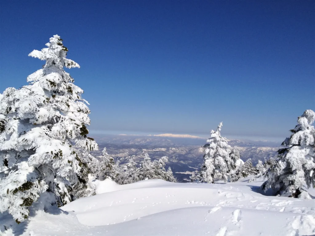 雪の積もった木々とパウダースノーのゲレンデ