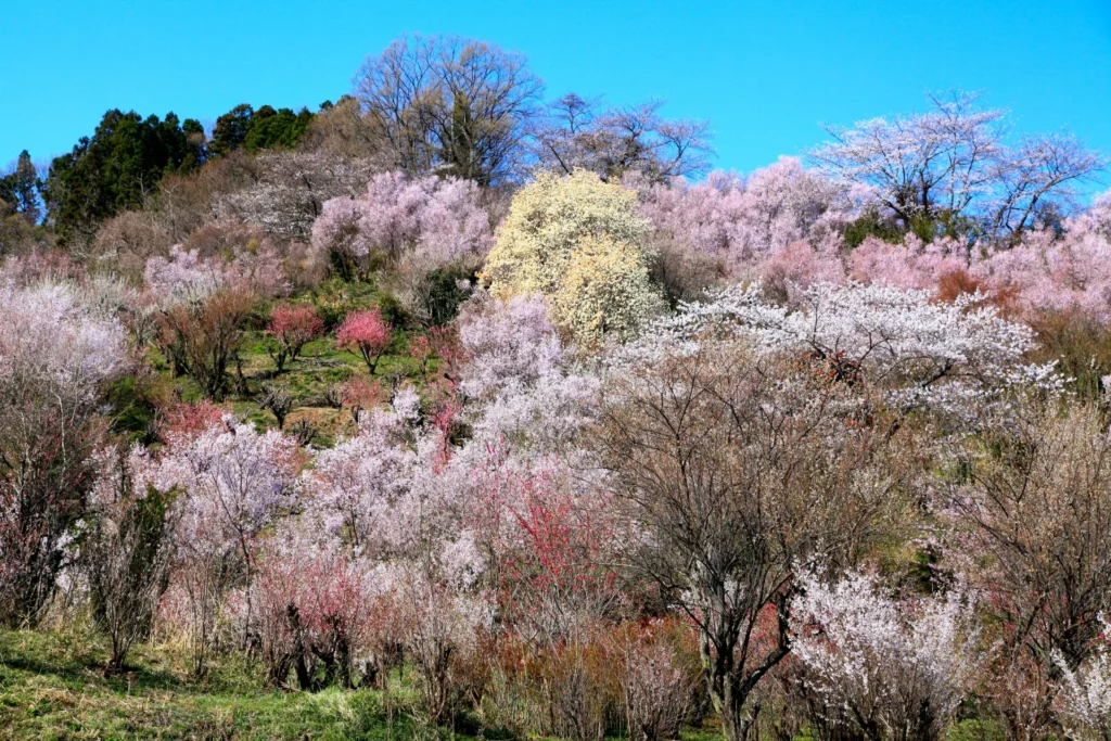 花見山公園の春の景色