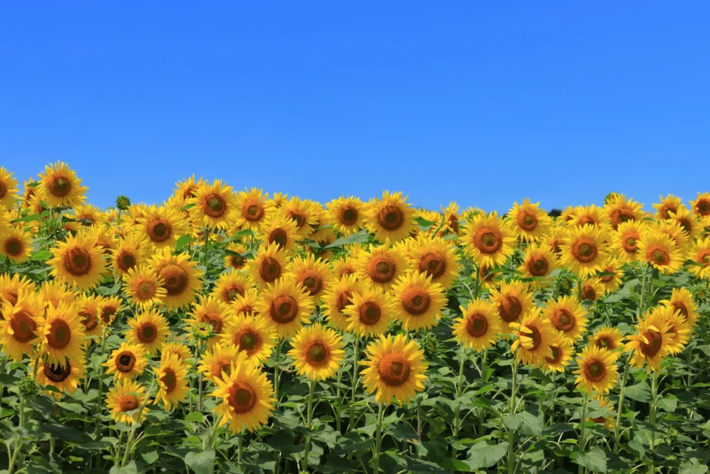 A Field of Sunflowers in Full Bloom