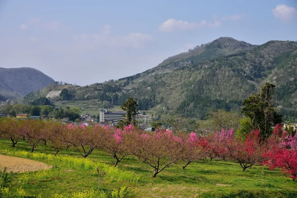 Peach Blossoms in Full Bloom Against a Towering Mountain