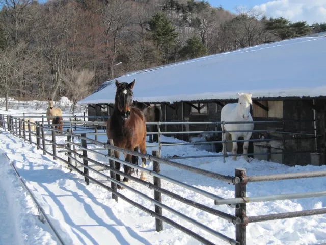 Two Horses at Koriyama Ishimushiro Fureai Farm