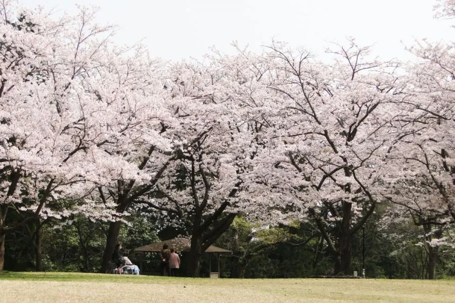 赤坂山公園の桜と芝生