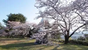 秋葉公園の桜