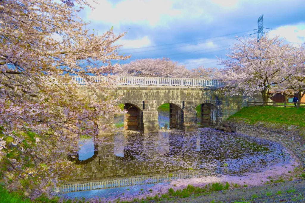 加治川堤・加治川治水記念公園の桜