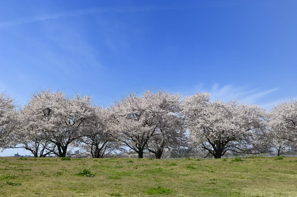 鳥屋野潟公園の桜と青空