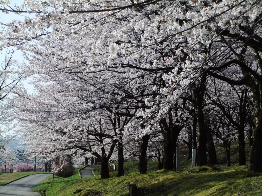 村松公園の桜