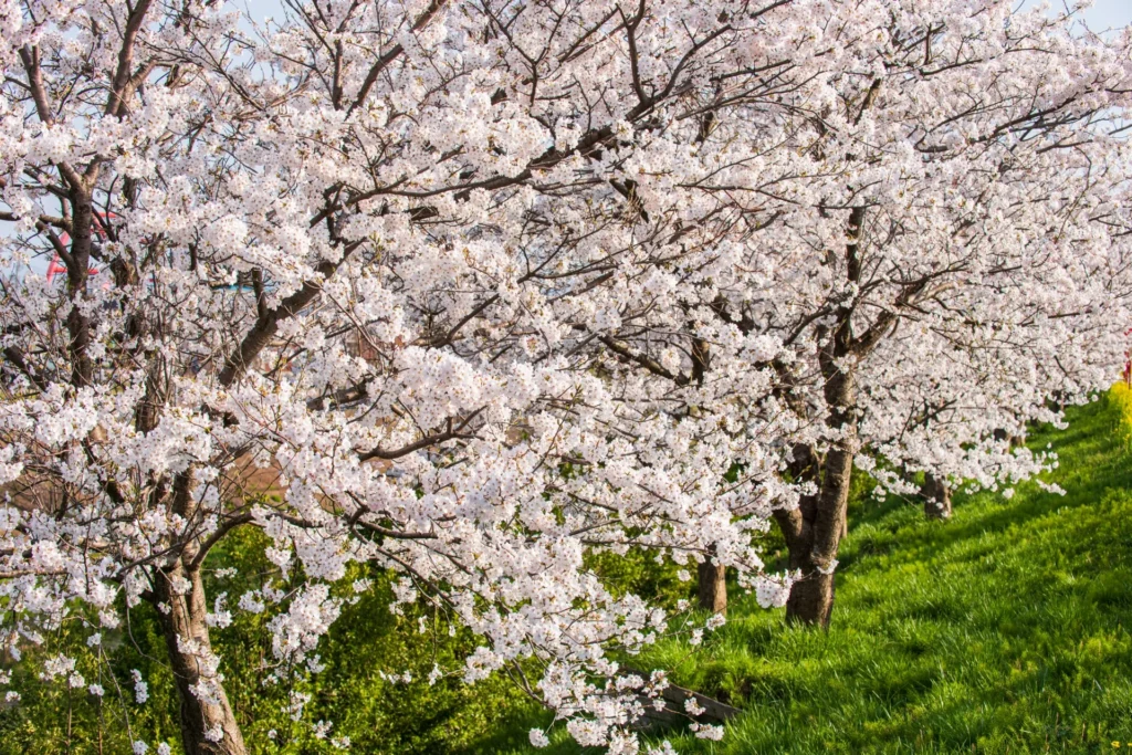 大河津分水桜並木の満開の桜