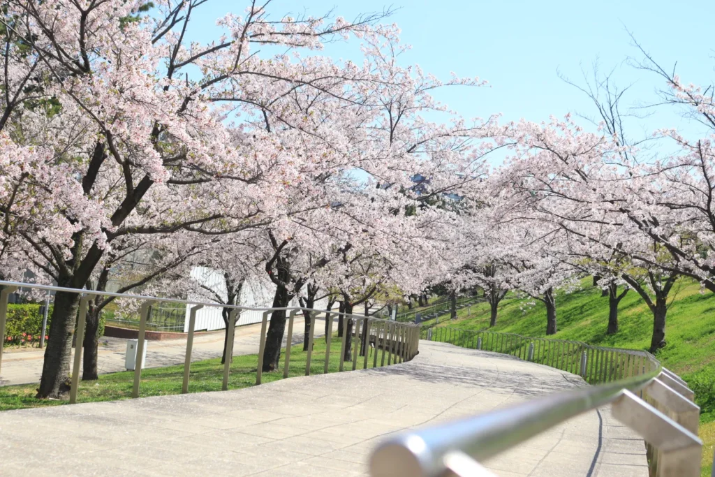白山公園の桜