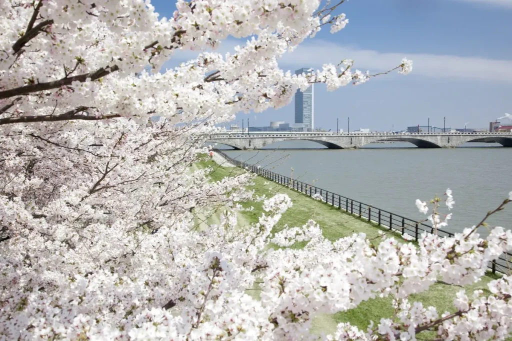 信濃川やすらぎ堤緑地の桜と川
