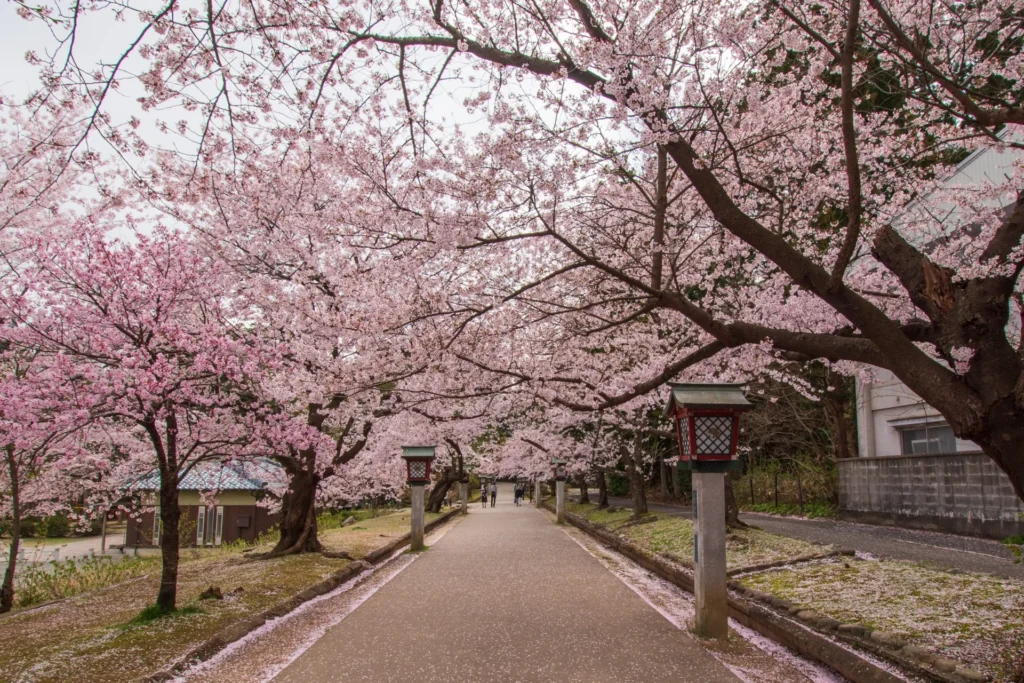 弥彦公園の桜