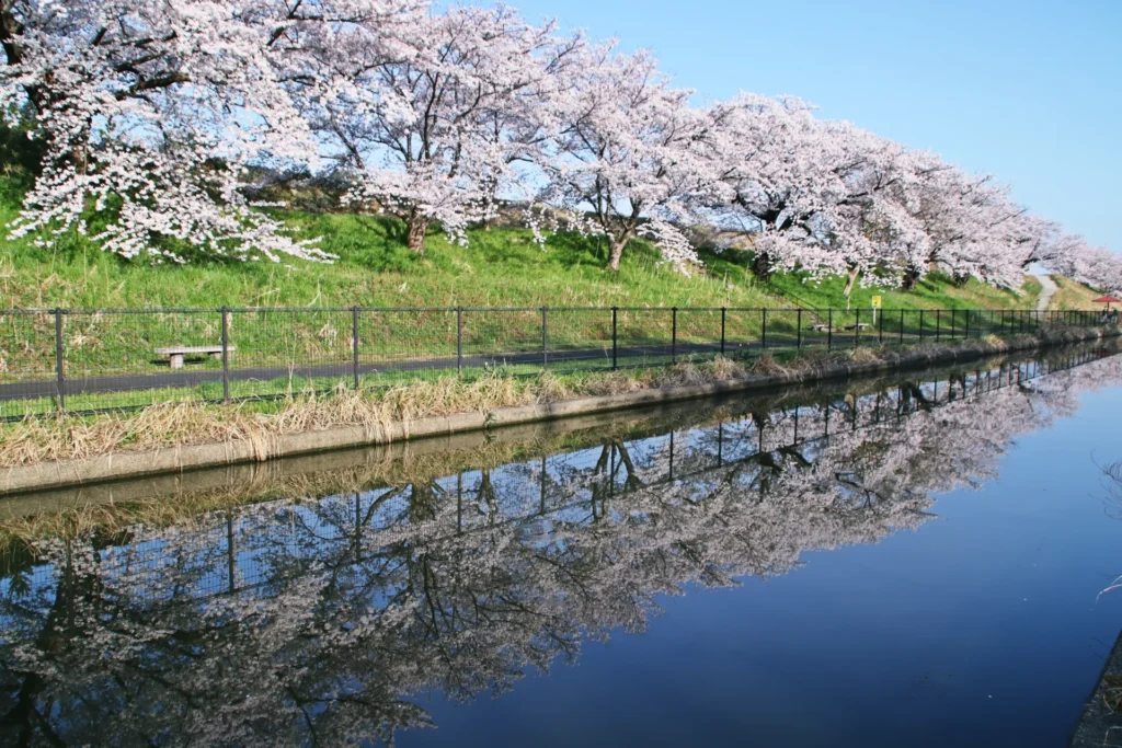 桜遊歩道公園の水面に映る桜