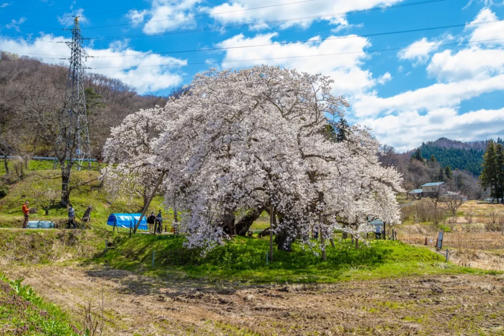 福島県会津若松の石部桜