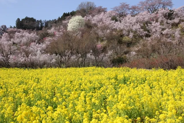 花見山公園の桜と菜の花