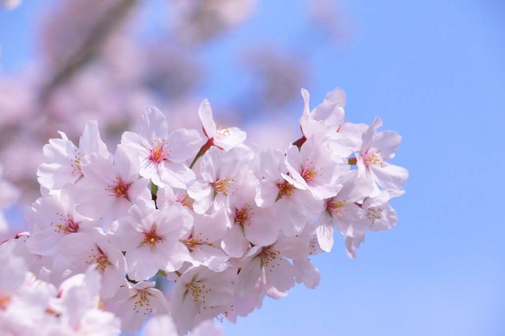 画像に alt 属性が指定されていません。ファイル名: minamiaizu-kanko-anaba-spring-1024x683.jpg