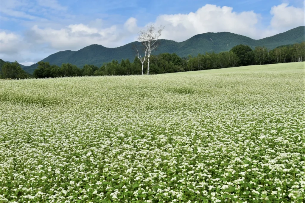 会津高原たかつえそば畑の花々