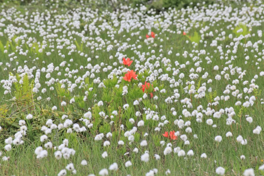 駒止湿原のお花たち
