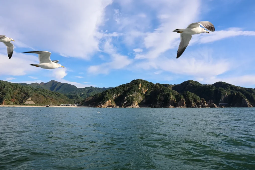 笹川流れ観光汽船で見るカモメ