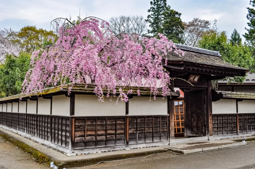 茶室麟閣と桜
