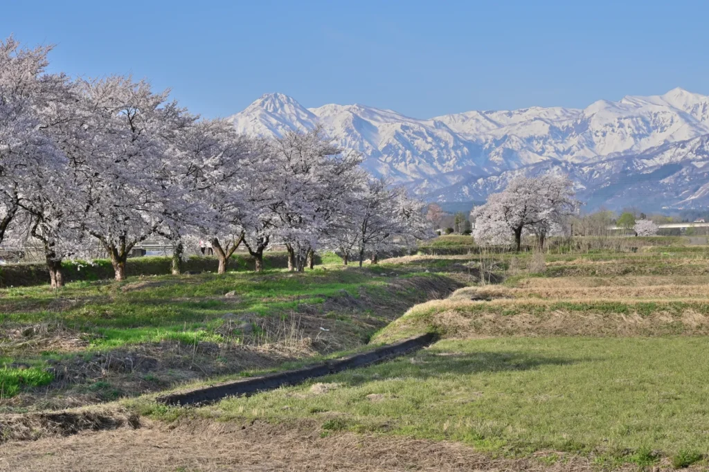 桜と残雪の妙高山