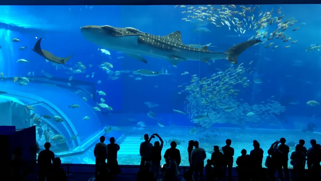 美ら海水族館