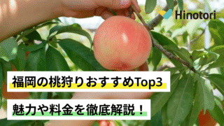 福岡　桃狩り