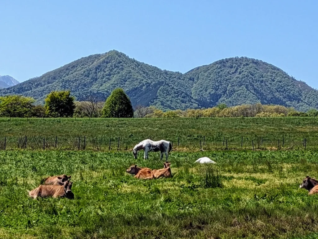 尾瀬　動物
