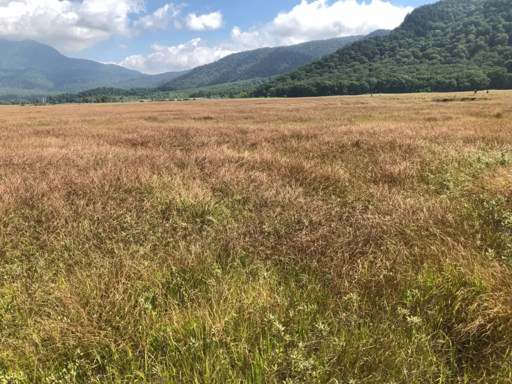 尾瀬湿原