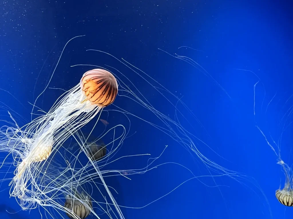 水族館