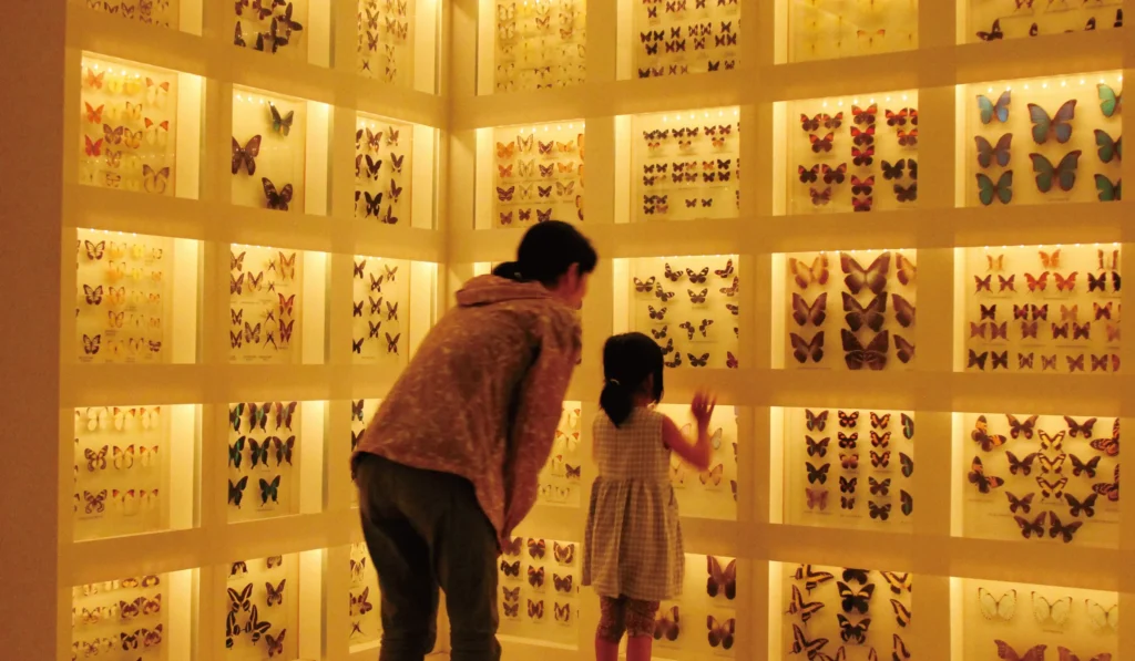 「森の学校」キョロロの生体展示