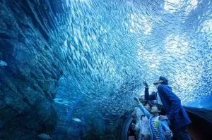 「上越市立水族博物館 うみがたり」のうみがたりチューブ