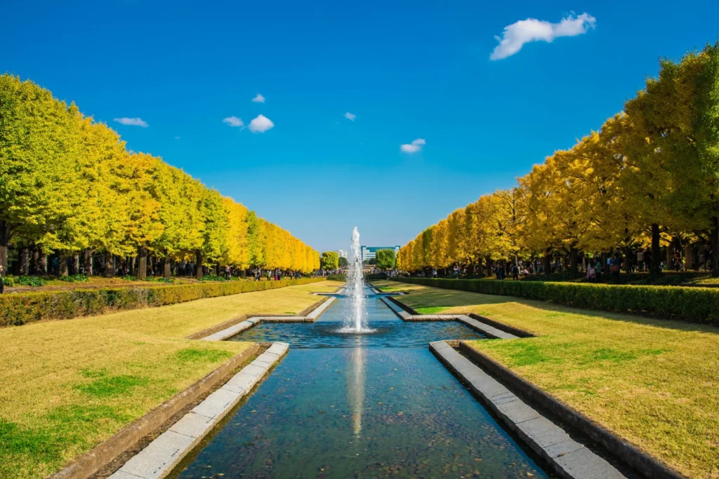公園 イチョウ並木