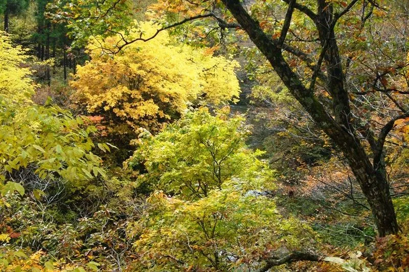 黄色く紅葉がかっている渓谷