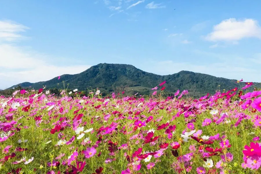 コスモス畑と背景の山