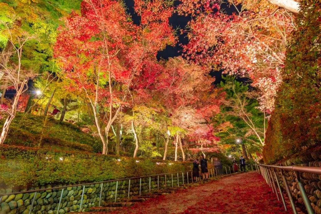 紅葉がライトアップされている道