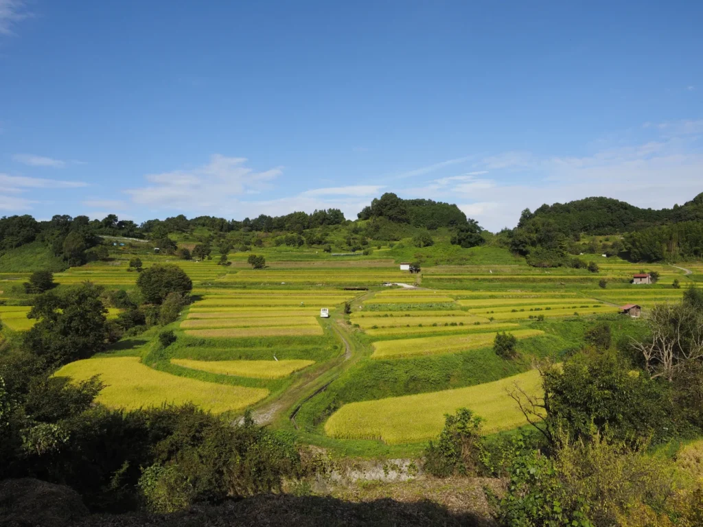 黄金色の稲穂が輝く棚田の風景