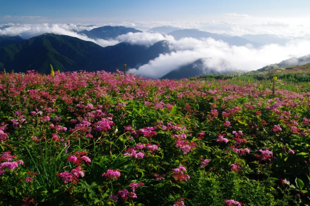 滋賀県の伊吹山の高山植物と周囲の山々