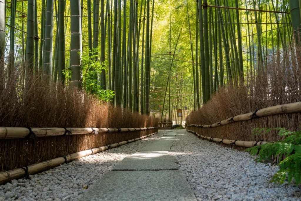 神奈川県の報国寺の竹林