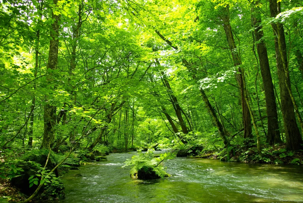 奥入瀬渓流と緑葉の木々