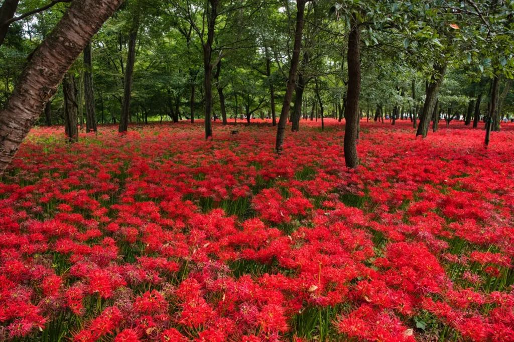 一面に咲く紅色の曼珠沙華