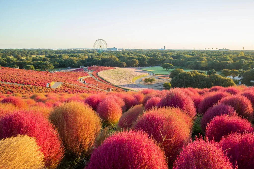 国営ひたち公園に咲く紅色のコキア