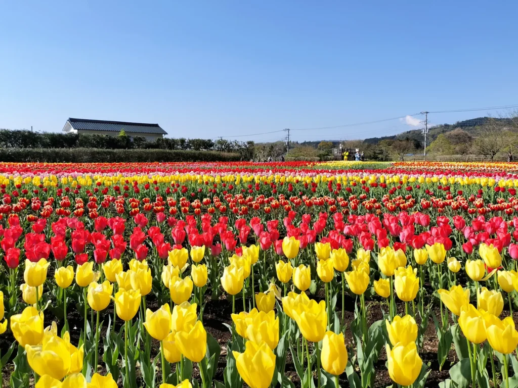 神奈川県の県立秦野戸川公園のチューリップ